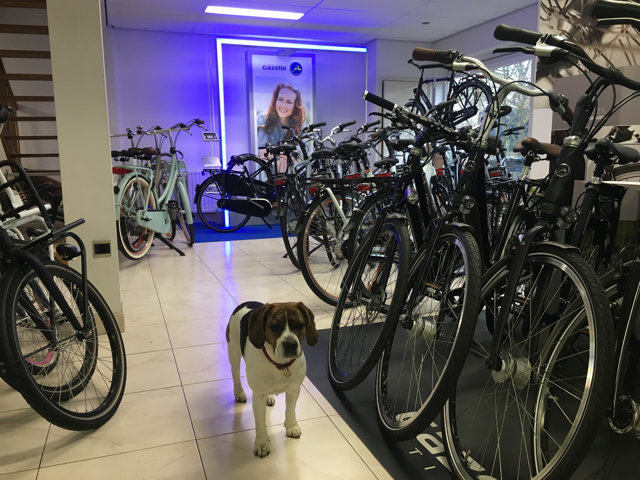 De showroom van Peter de Bree fietsen met Gazelle-fietsen en de winkelhond